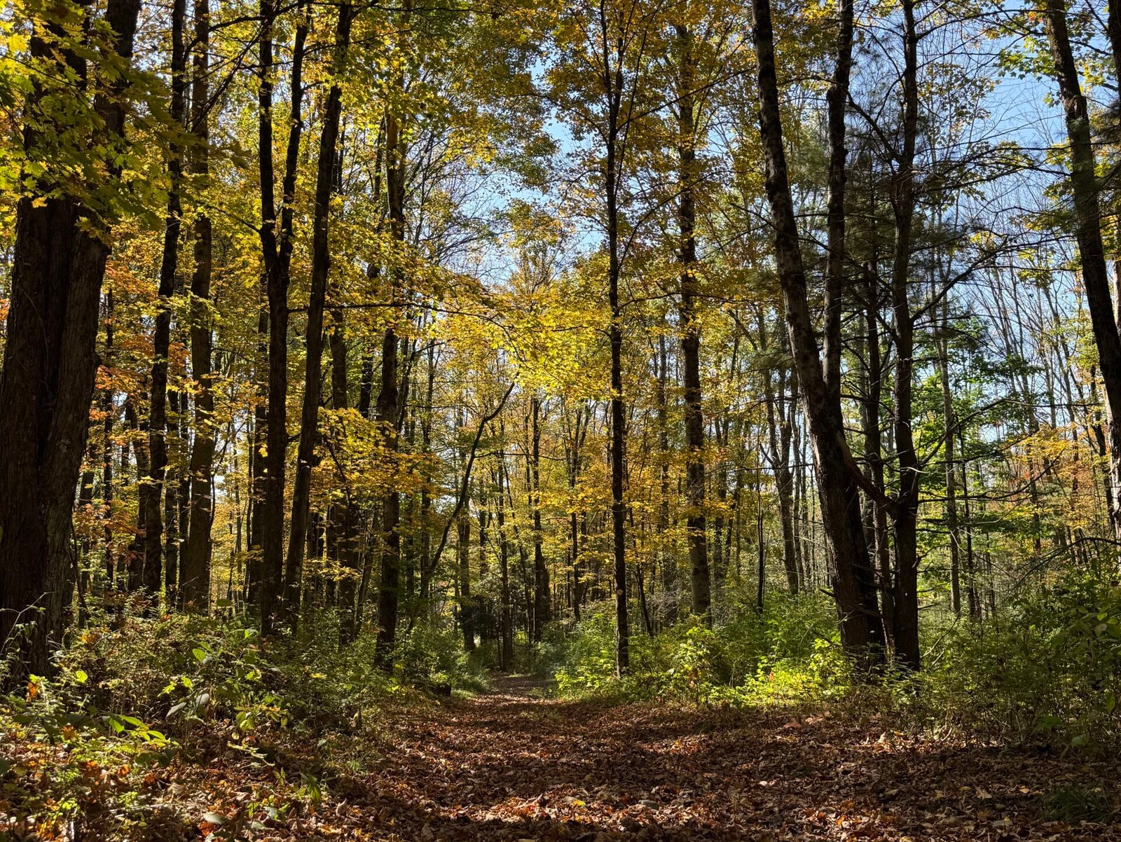 Dimross Chronicles 2023