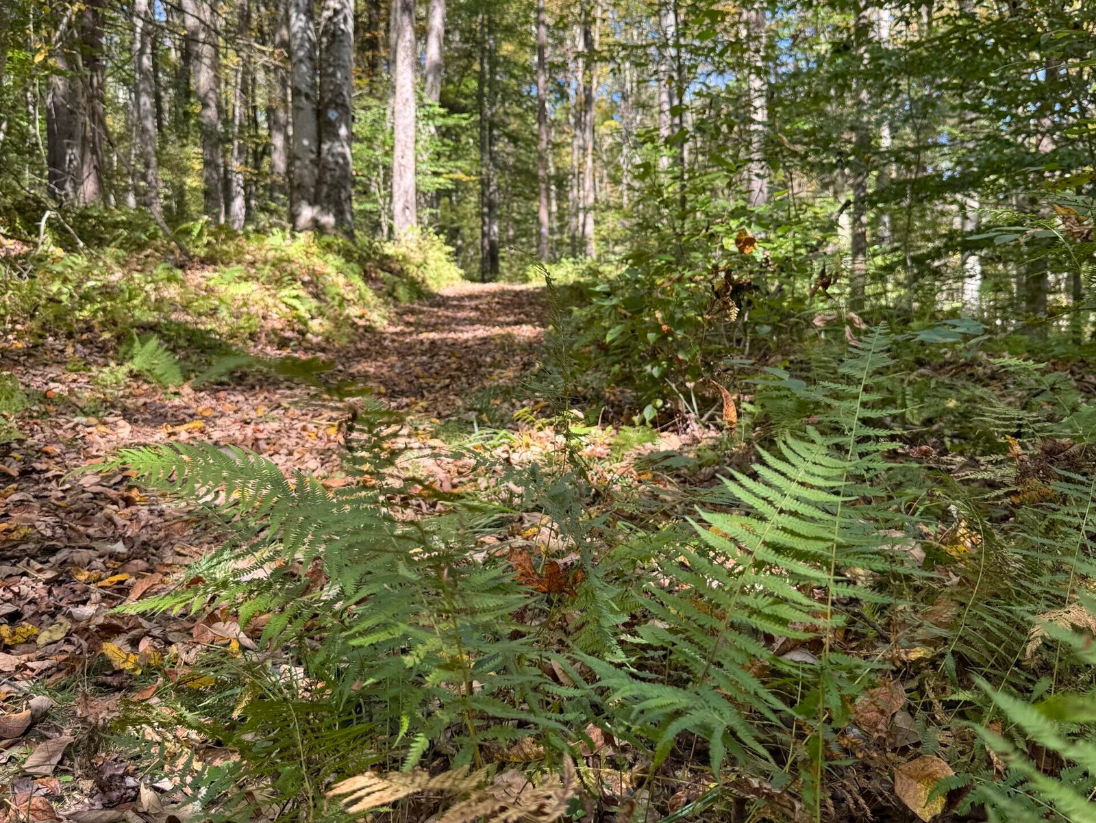 Dimross Chronicles 2009