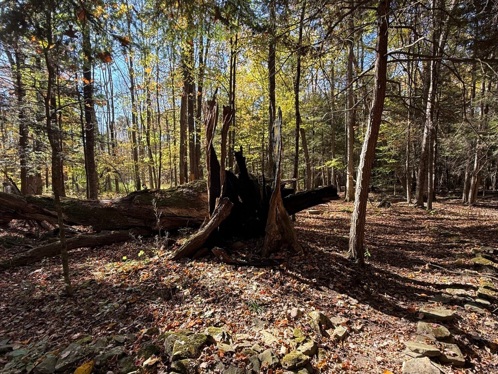 Dimross Chronicles 2024