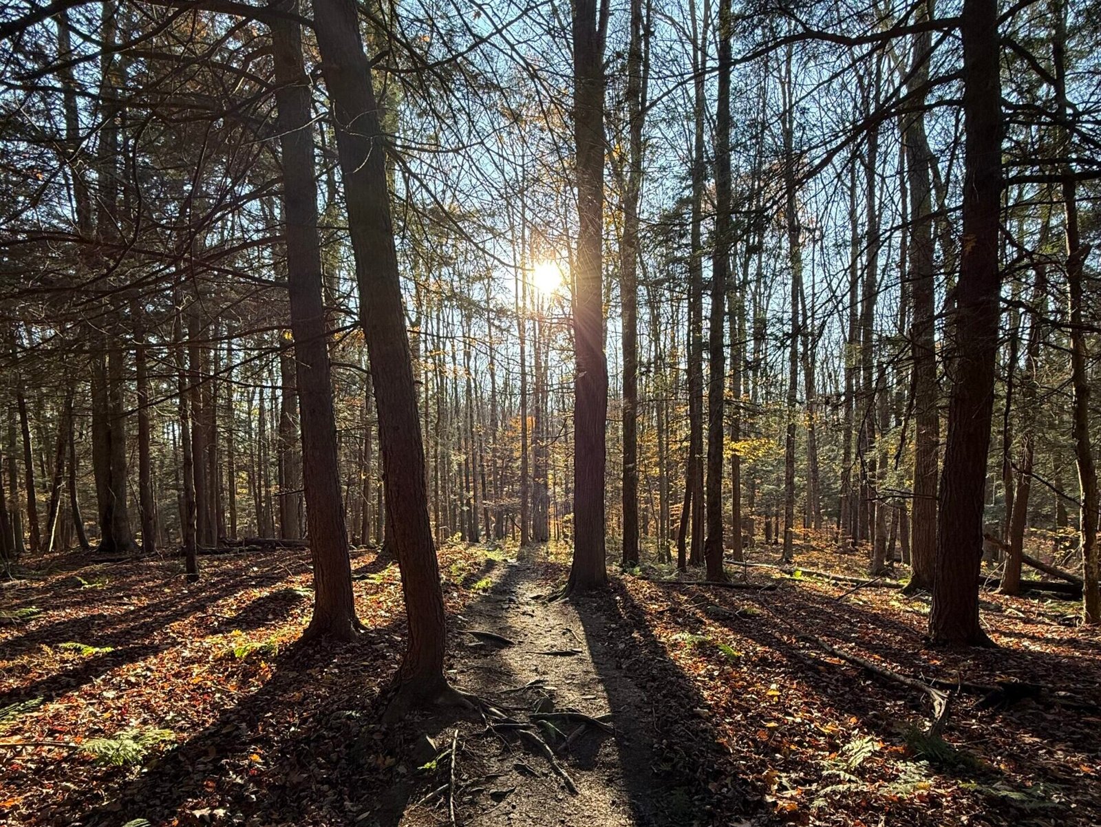 Dimross Chronicles 2014